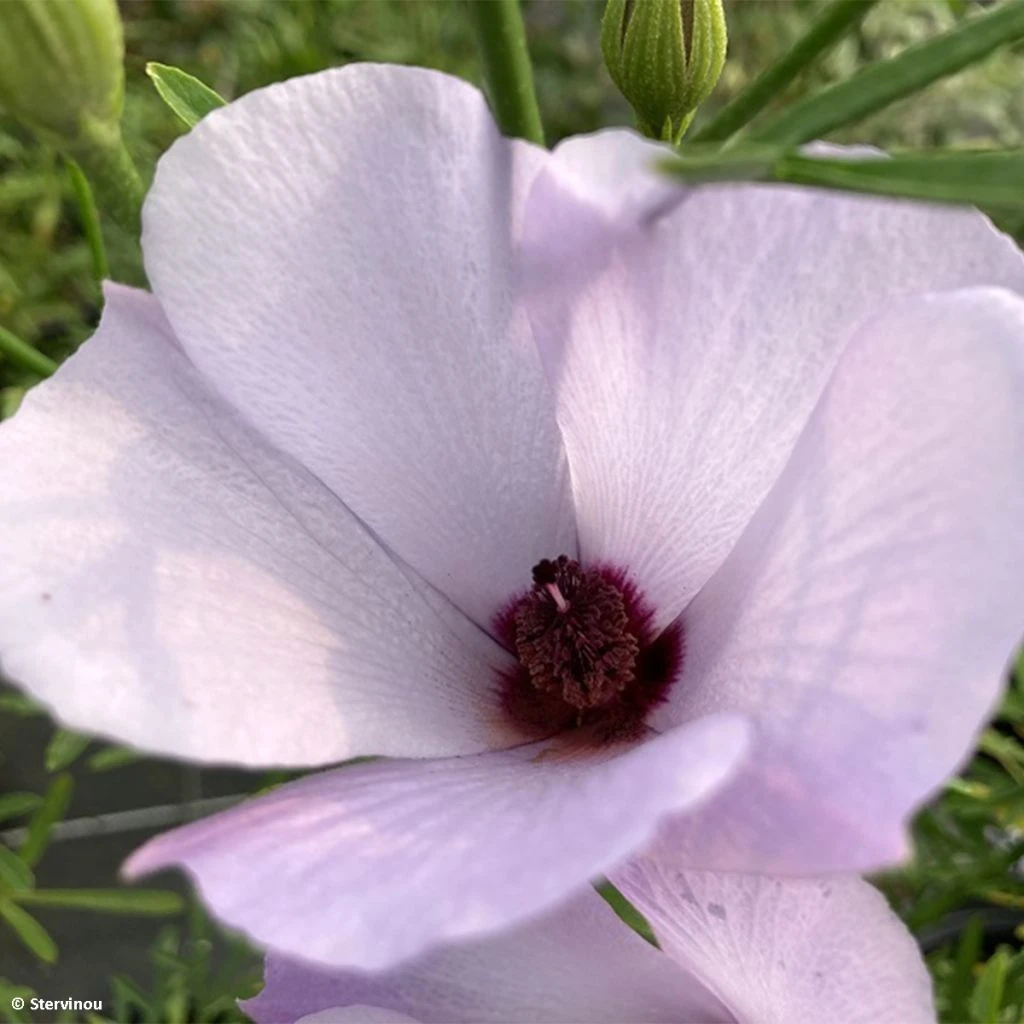 Alyogyne Delightfully - Hibiscus Bleu D'Australie 1 Alyogyne Delightfully - Hibiscus Bleu D'Australie