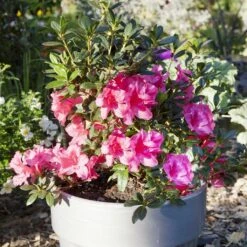 Azalée Hybride ENCORE® Carnival