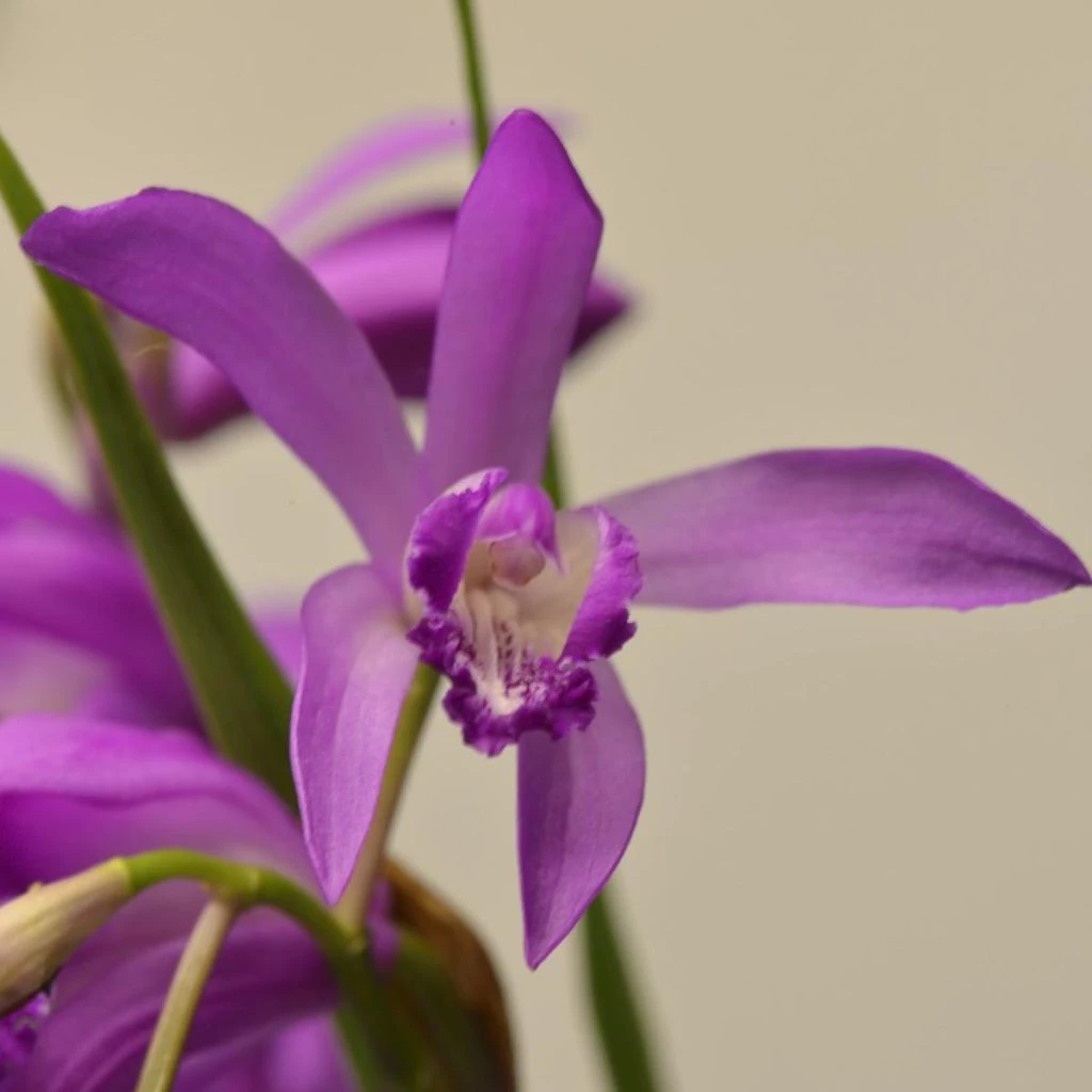 Bletilla Striata Soryu Blue Dragon - Orchidée Jacinthe Bleue 1 Bletilla Striata Soryu Blue Dragon - Orchidée Jacinthe Bleue