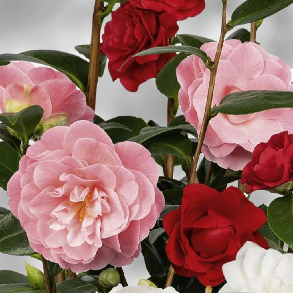 Camélia Du Japon - Camellia Three Sisters 1 Camélia Du Japon - Camellia Three Sisters