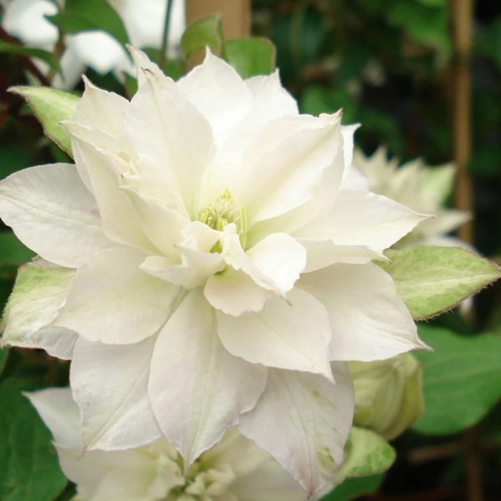 Clématite - Clematis Dancing Dorien® Zodado 1 Clématite - Clematis Dancing Dorien® Zodado