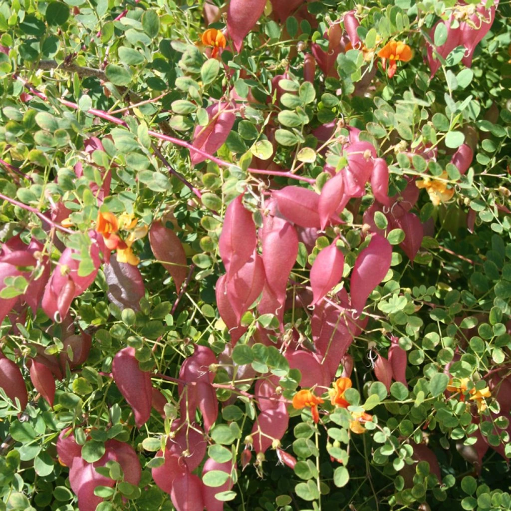 Colutea Media Copper Beauty - Baguenaudier, Arbre à Vessies 1 Colutea Media Copper Beauty - Baguenaudier, Arbre à Vessies