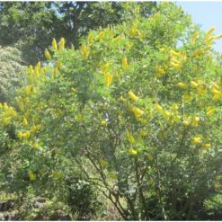 Genêt Ananas - Cytisus Battandieri