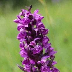 Dactylorhiza Majalis - Orchis De Mai Ou à Feuilles Larges