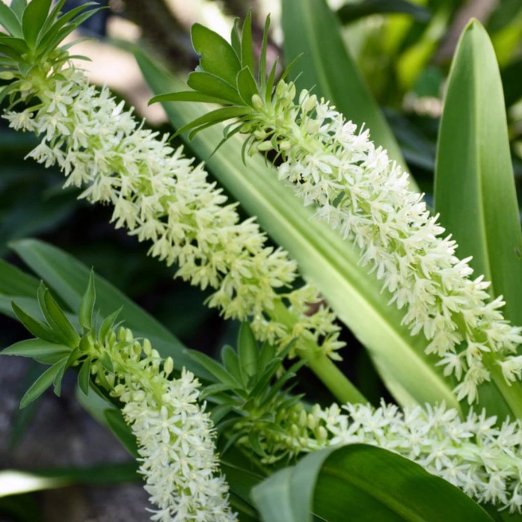 Eucomis Playa Blanca® - Eucomide 1 Eucomis Playa Blanca® - Eucomide