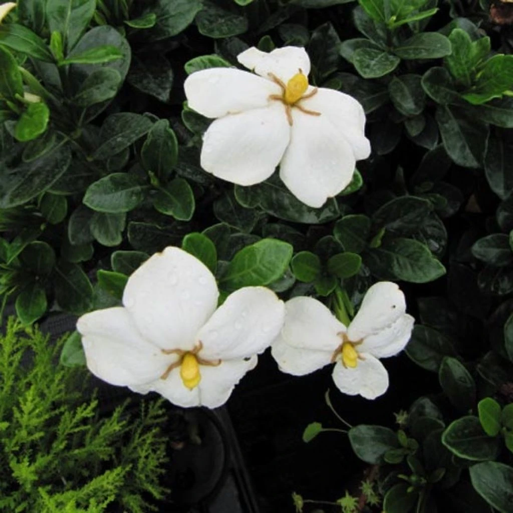 Gardenia Jasminoides Kleim's Hardy 1 Gardenia Jasminoides Kleim's Hardy