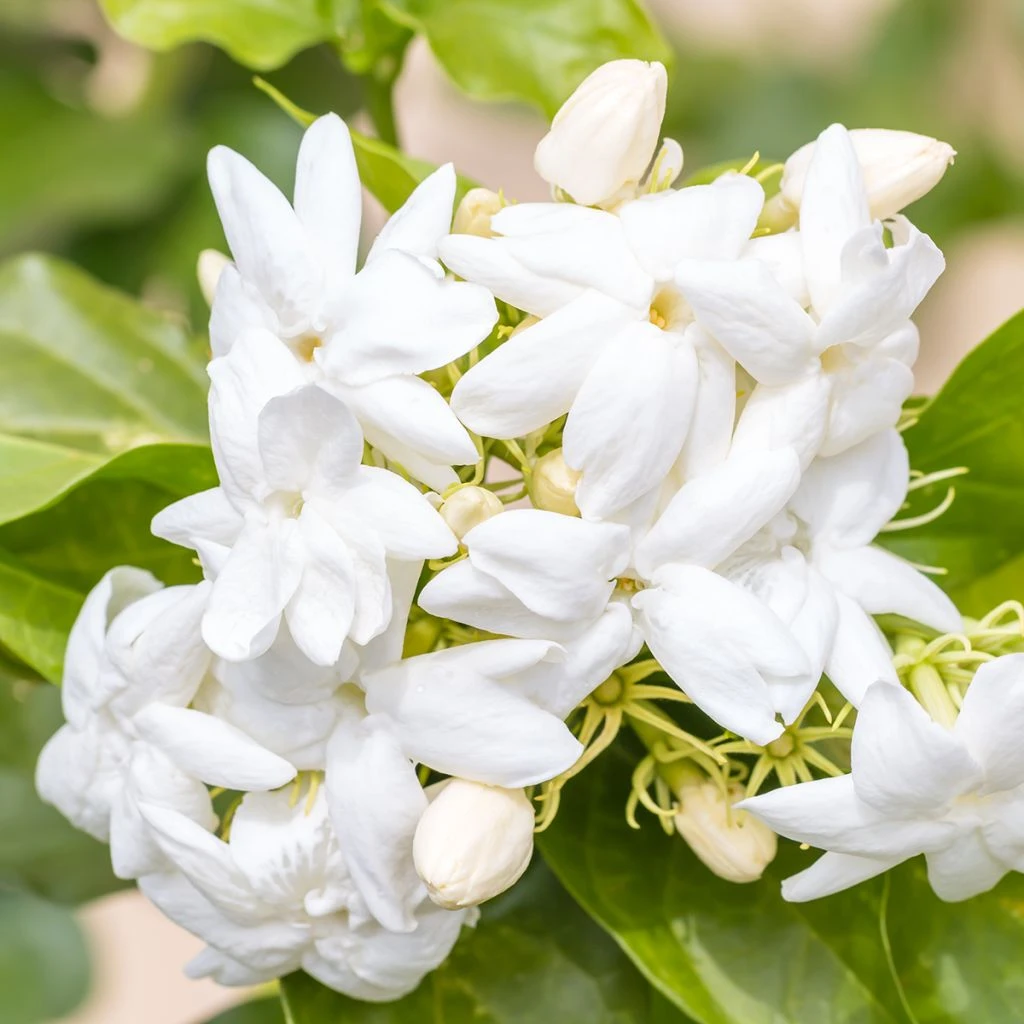 Jasmin D'Arabie - Jasminum Sambac 1 Jasmin D'Arabie - Jasminum Sambac
