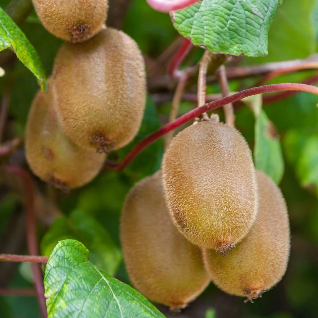 Kiwi Autofertile Boskoop - Actinidia Deliciosa 1 Kiwi Autofertile Boskoop - Actinidia Deliciosa