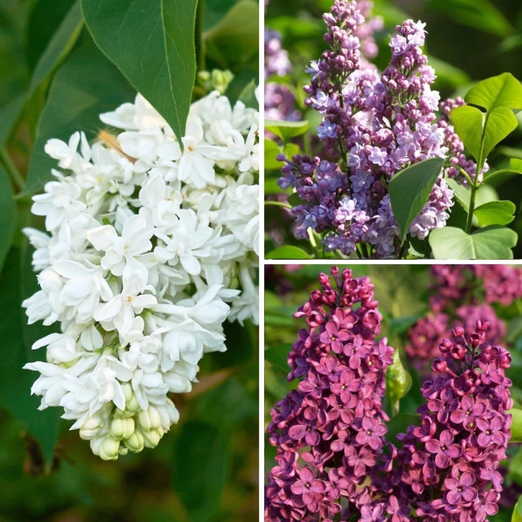 Lilas - Syringa Three Sisters 1 Lilas - Syringa Three Sisters