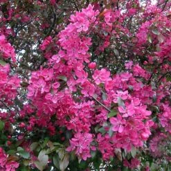 Pommier D'ornement - Malus Royalty