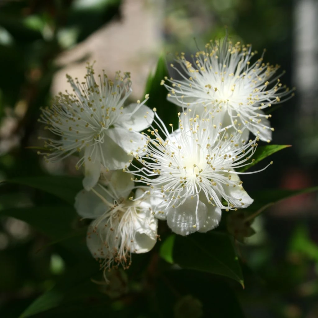 Myrtus Communis - Myrte Commun 1 Myrtus Communis - Myrte Commun