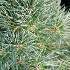 Pin Sylvestre Nain - Pinus Sylvestris Chantry Blue