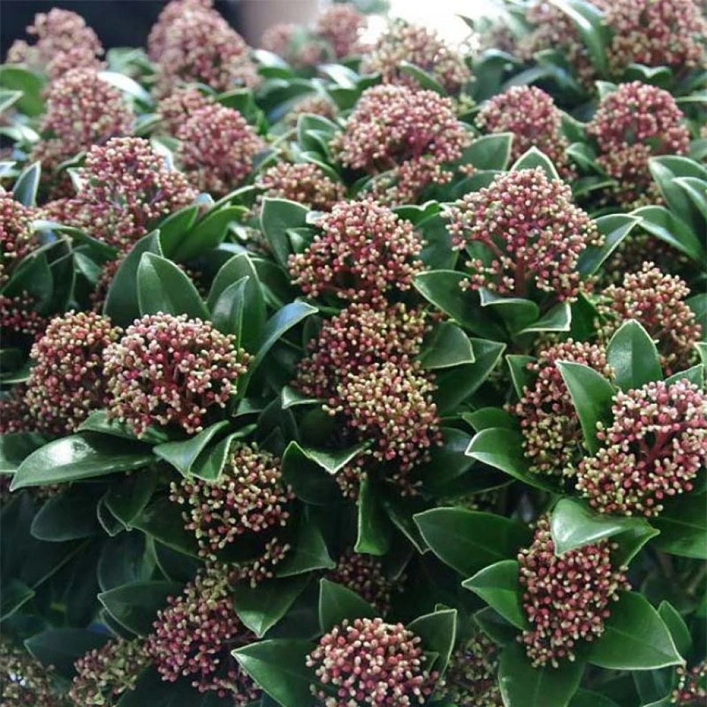 Skimmia Japonica Pink Dwarf 1 Skimmia Japonica Pink Dwarf