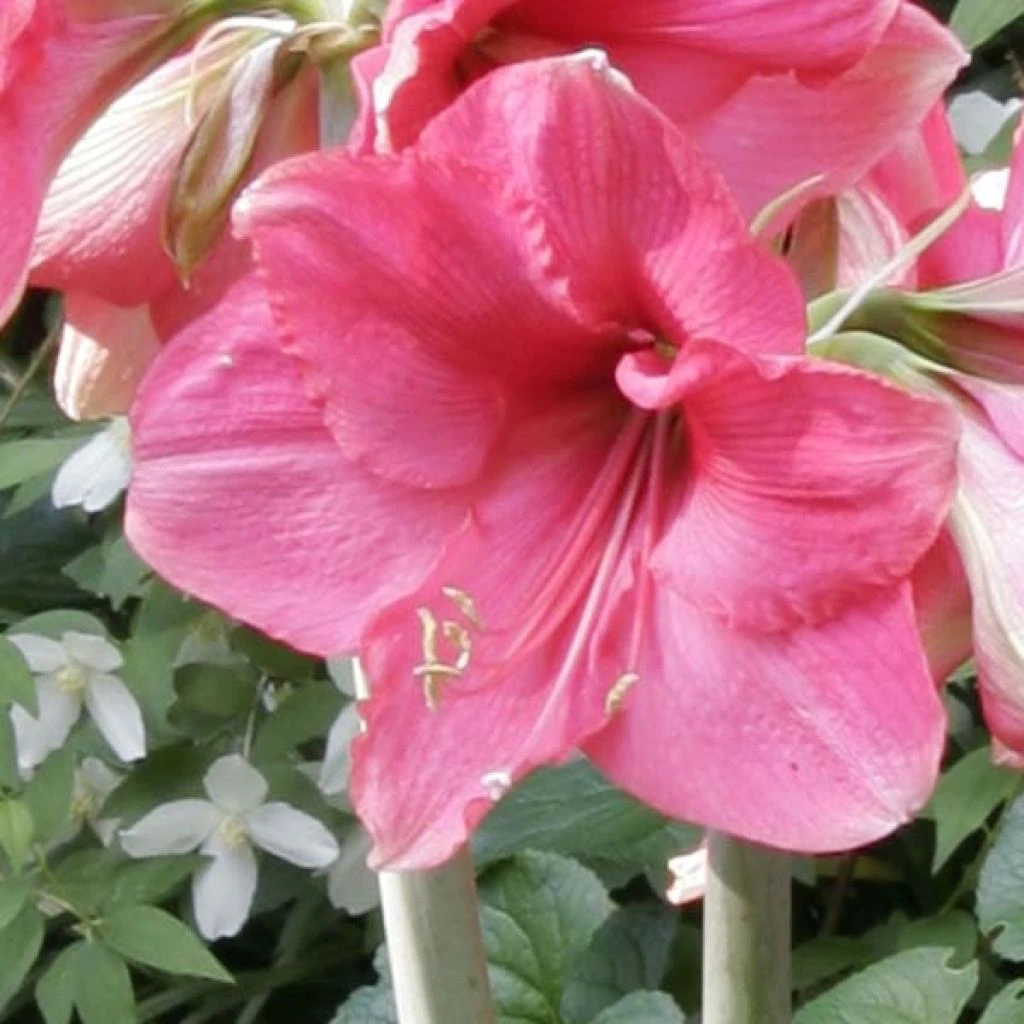 Amaryllis Pink Surprise 1 Amaryllis Pink Surprise