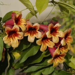Campsis Capreolata - Bignone à Vrilles