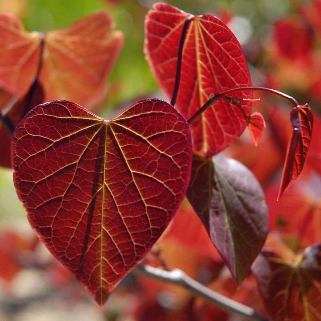 Gainier Du Canada - Cercis Canadensis Red Force 1 Gainier Du Canada - Cercis Canadensis Red Force