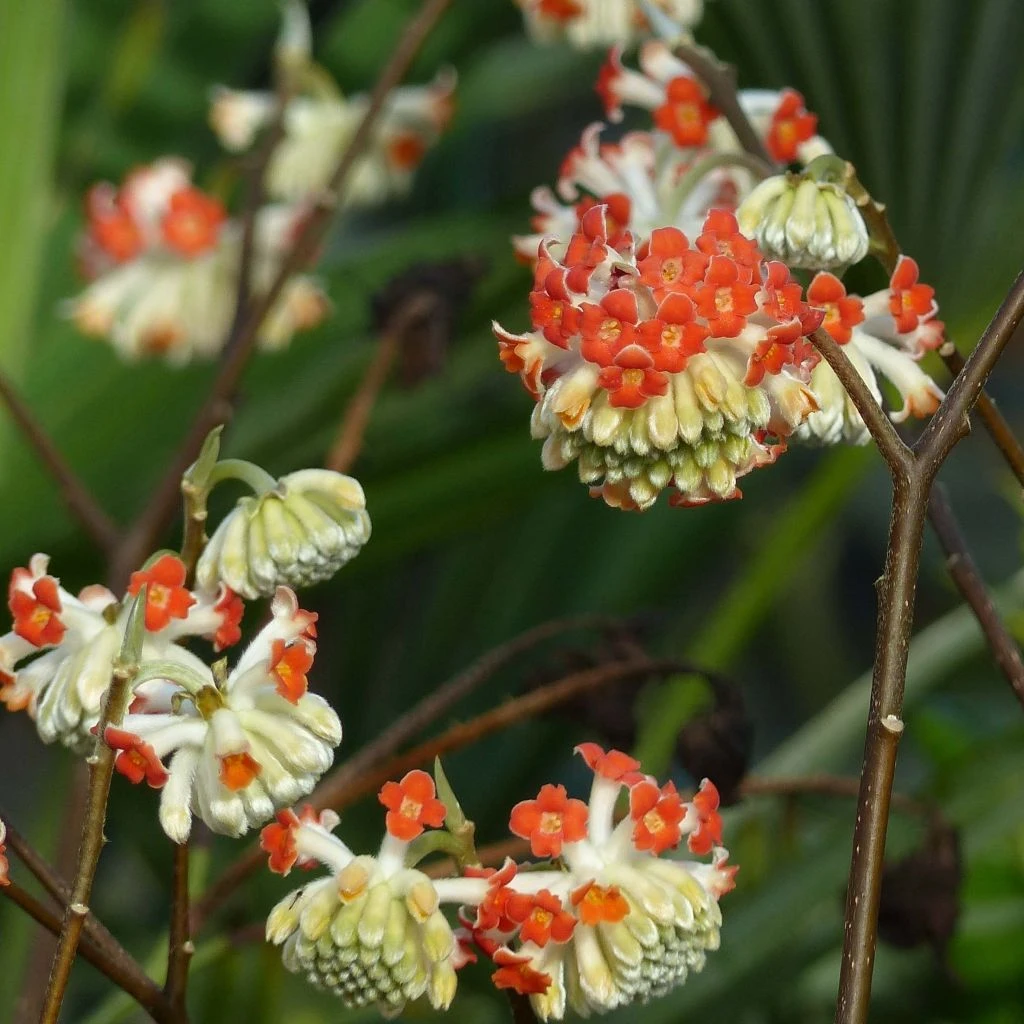 Edgeworthia Chrysantha Red Dragon Akebono - Arbre à Papier 1 Edgeworthia Chrysantha Red Dragon Akebono - Arbre à Papier