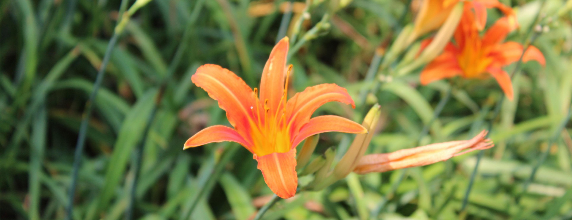 Magasin De Plantes 1 Magasin De Plantes -Magasin De Plantes flower 2764037 1920