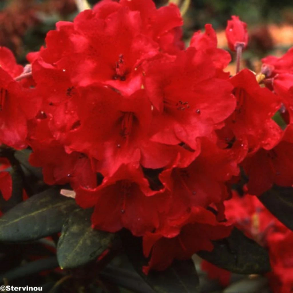 Rhododendron Melville - Grand Rhododendron 1 Rhododendron Melville - Grand Rhododendron
