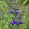 Sauge Arbustive Victoria Blue